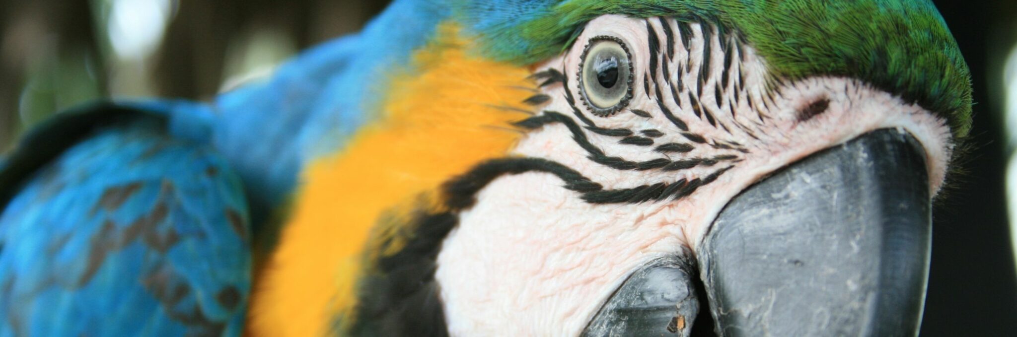 Parco Nazionale Yasuni, Ecuador