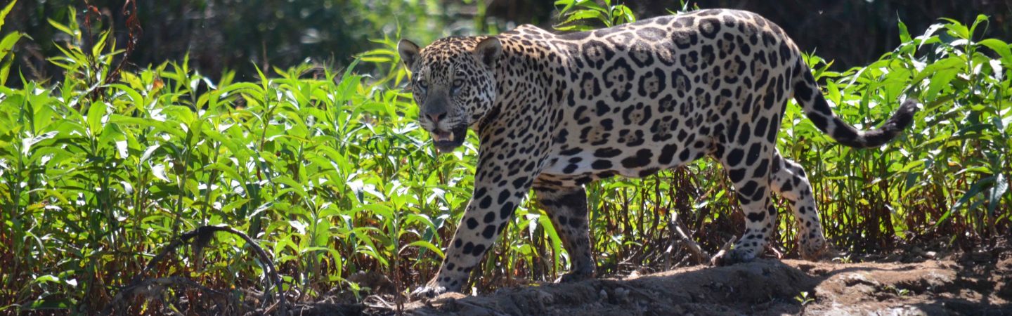 viaggi in Amazzonia