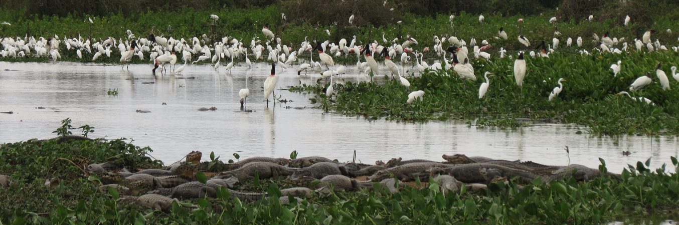 Pantanal, Brasile
